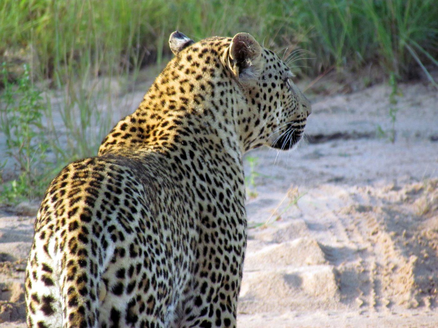 A leopard in the golden grass of Kruger National Park